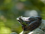 FZ019892 Marsh frog (Pelophylax ridibundus).jpg